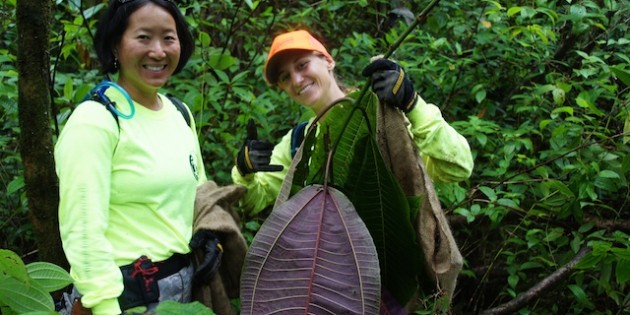 KMR Clearing of Miconia