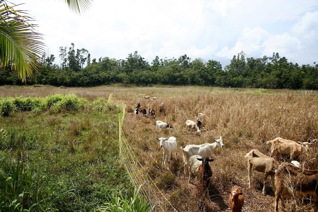 Hawaii Army National Guard environmental Goats doing ground clearing work.