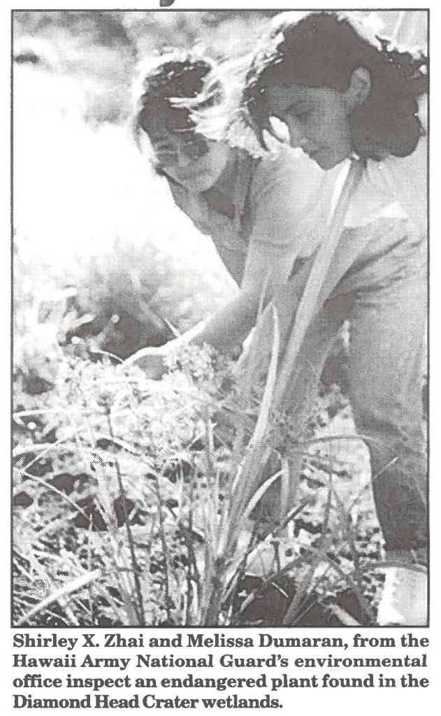 Shirley X. Zhai and Melissa Dumaran, from the Hawaii Army National Guard's environmental office inspect an endangered plant found in the Diamond Head Crater wetlands.