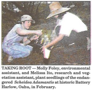 TAKING ROOT-Molly Foley, environmental assistant, and Melissa Ito, research and vegetation assistant, plant seedlings of the endangered Scheidea Adamantis at historic Battery Harlow, Oahu, in February.
