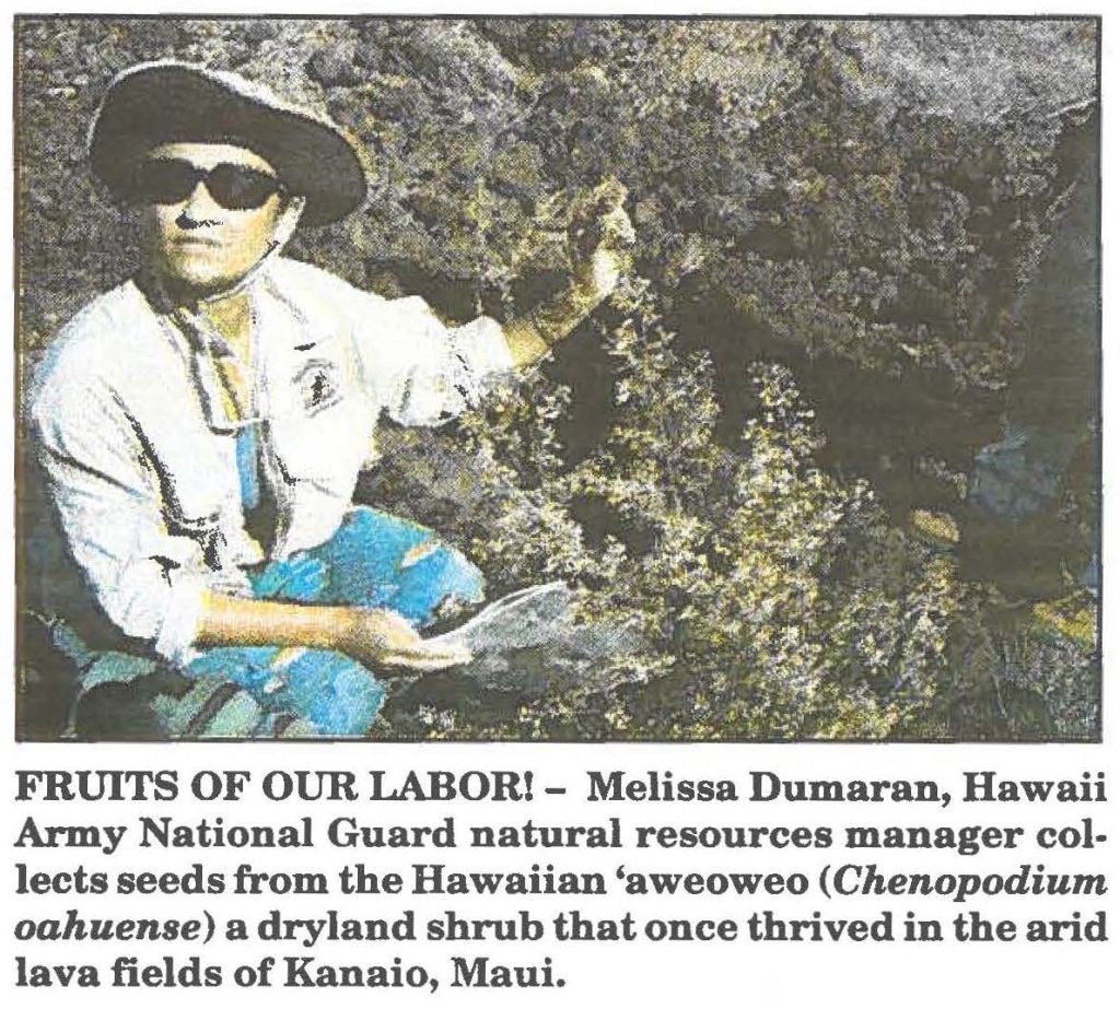 FRUITS OF OUR LABOR! - Melissa Dumaran, Hawaii Army National Guard natural resources manager collects seeds from the Hawaiian 'aweoweo (Chenopodium oahuense) a dryland shrub that once thrived in the arid lava fields of Kanaio, Maui.