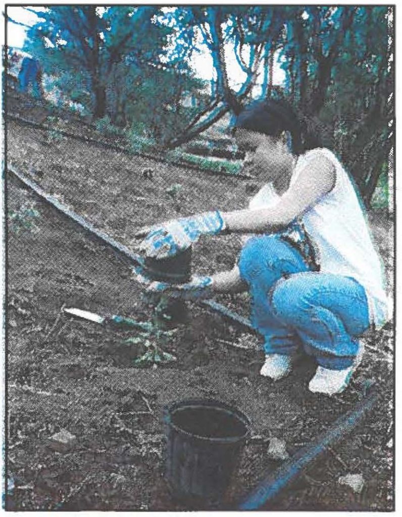 TAKING CARE OF THE LAND -- Leilehua High School 9th grader Maylene Macanas plant and mulch indigenous fauna at Battery Harlow during April's Earth Day 2002. Macanas was among the 50 Hawaii Sierra Club High School Hikers club members who joined the Environmental Office's refurbishing of the Diamond Head monument.