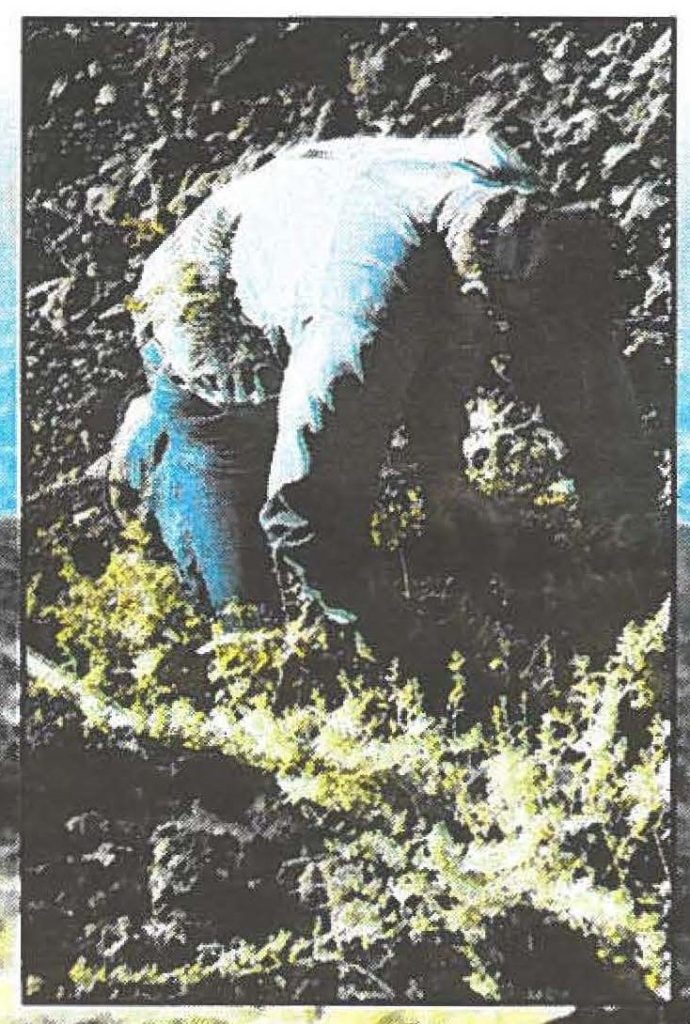 RESTORING ENDANGERED SPECIES -- Maui District Forester Bob Hobdy planting the 'ohai. Melissa Dumaran photo