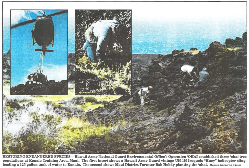 RESTORING ENDANGERED SPECIES -- Hawaii Army National Guard Environmental Office's Operation 'OHAI established three 'ohai tree populations at Kanaio Training Area, Maui. Melissa Dumaran photos