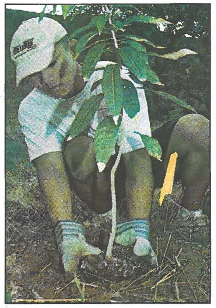 DEMONSTRATION PLEASE-- Corpsmember Allen Viray plants a Milo tree seedling.