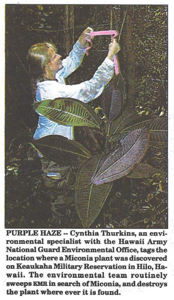 PURPLE HAZE -- Cynthia Thurkins, an environmental specialist with the Hawaii Army National Guard Environmental Office, tags the location where a Miconia plant was discovered on Keaukaha Military Reservation in Hilo, Hawaii. The environmental team routinely sweeps DIR in search of Miconia, and destroys the plant where ever it is found.