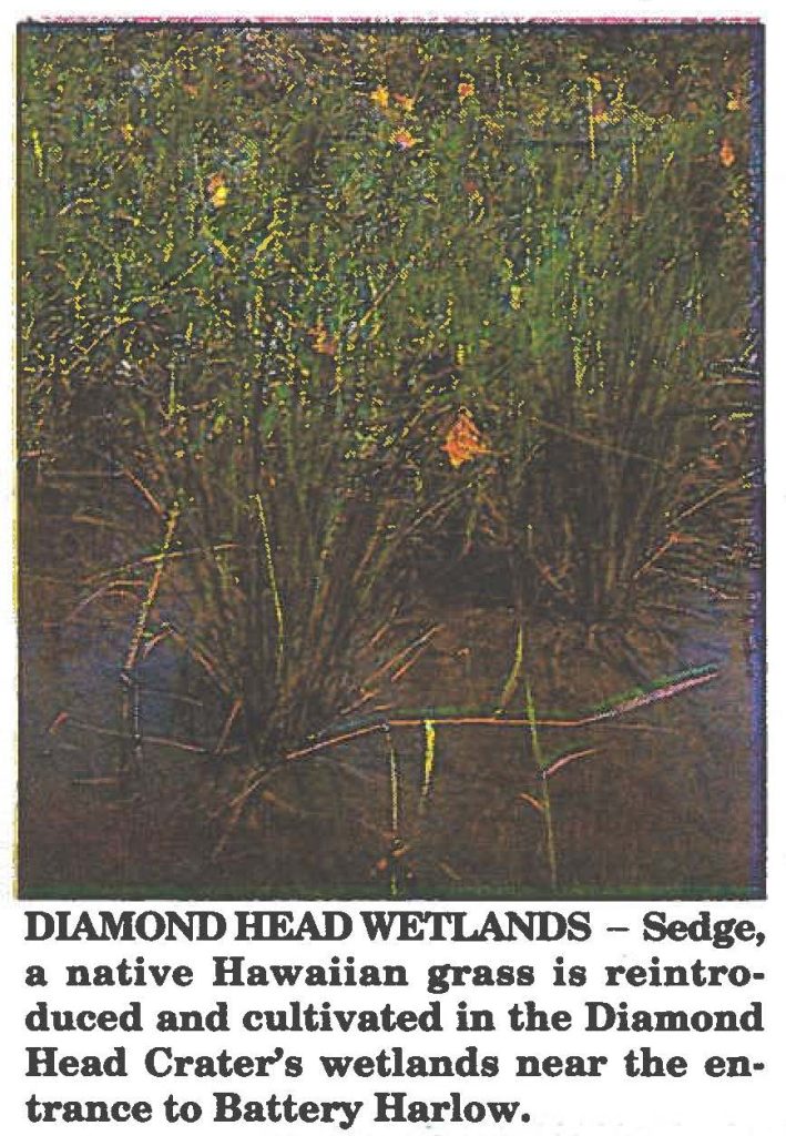 DIAMOND HEAD WETLANDS - Sedge, a native Hawaiian grass is reintroduced and cultivated in the Diamond Head Crater's wetlands near the entrance to Battery Harlow.