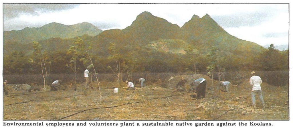 Environmental employees and volunteers plant a sustainable native garden against the Koolaus.