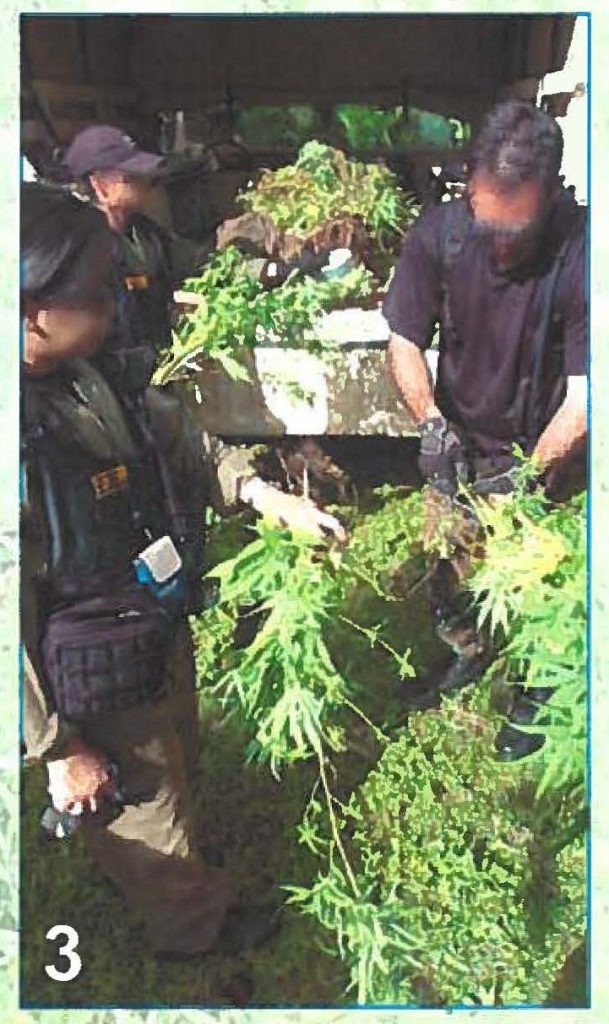 Members from the Guam and Hawaii National Guard Counter Drug Task Forces count and tag marijuana plants seized during a DEA organized marijuana eradication mission conducted on Guam this June.