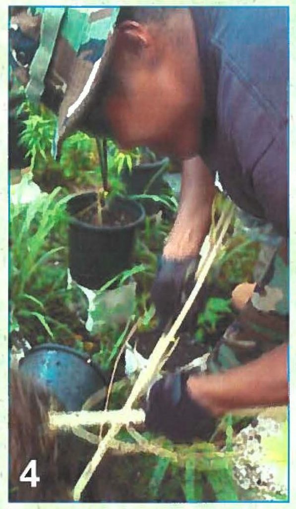 A Hawaii, Air National Guard member with the Counter Drug Task force cuts the roots from a marijuana plant seized in Guam during a DEA organized marijuana eradication mission held this June. Pfc James M. Wilton photos