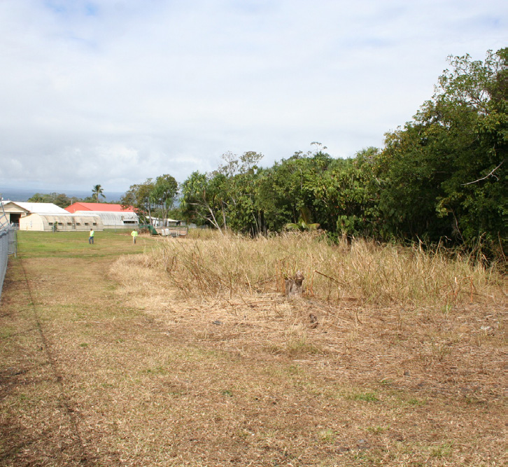 After the goats cleared the area