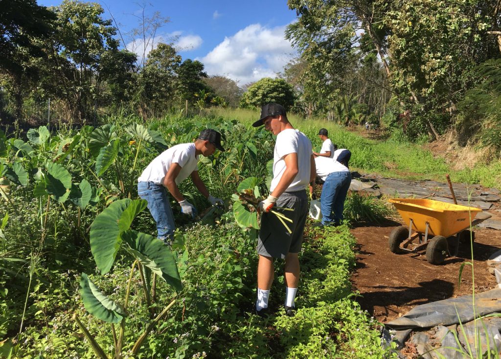 YCA helps pick Taro, Pauka'a, HI. Hilo Cadets working kalo/taro at a Service to Community (STC) excursion to Aina University. STC events exemplify many of the 8 core components that are integral to the YCA experience. (Photo By: Kaipuaala Lewis)