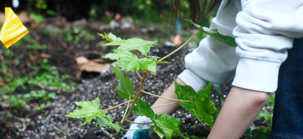 Hybrid planting, partnerships drive success in tropical forest restoration in Hawaiʻi