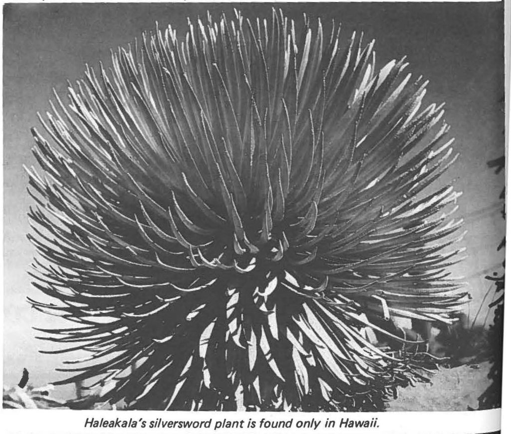 Haleakala's silversword plant is found only in Hawaii