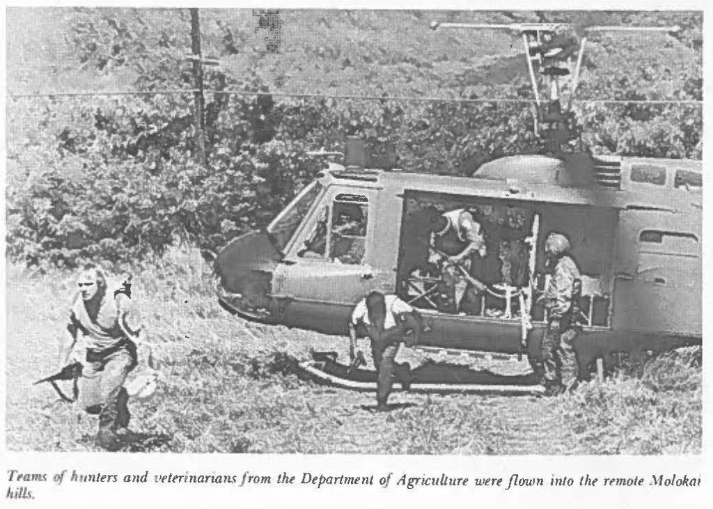 Teams of hunters and veterinarians from the Department of Agriculture were flown into the remote Molokai hills.