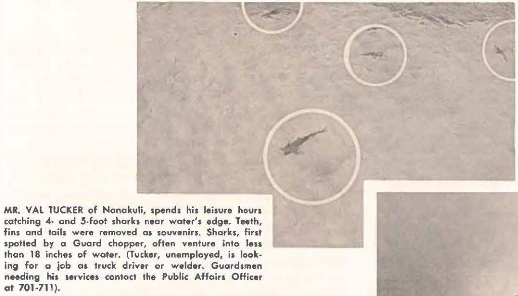 SHARKS: Because of increased shark activity in waters off Oahu, Guard choppers are being used in offshore "shark patrol" on weekends. Many sharks exceed 20 feet in length (see left photo, center) but majority are between 3 and 6 feet (top right).