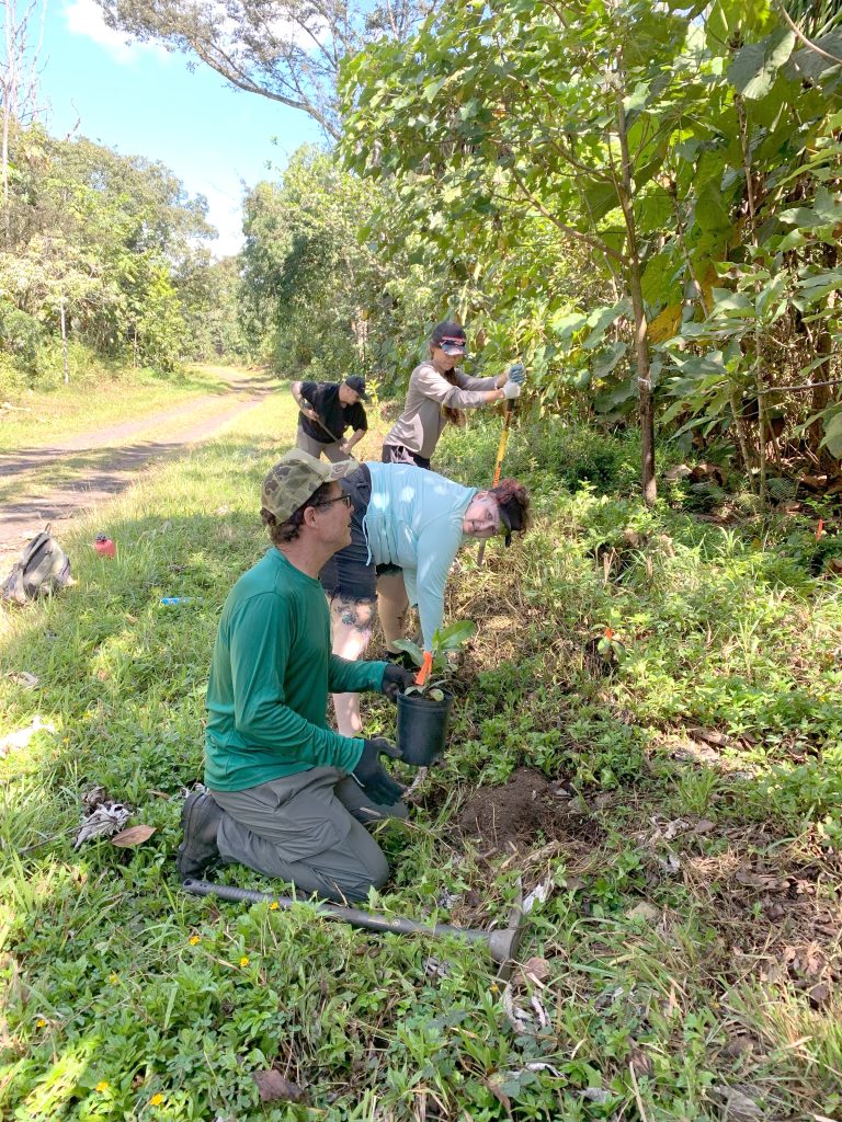 On Aug. 19, 11 community members joined Hawaiʻi Army National Guard and Liko Nā Pilina staff to outplant trees at the Keaukaha Military Reservation. Out-planting was finished up by a group of 12 volunteers from the Lanakila Learning Center on Aug. 29. Between the two groups, 232 trees were planted of 15 different species! Volunteers helped finish off what has been over a year-long effort to plant more desirable plants, both native and non-invasive introduced plants, along the roadside at KMR. Following planting, volunteers received a tour of the Liko Nā Pilina restoration plots and learned how to apply nematodes to tree infected with Queensland Longhorn Beetle larvae to kill the larvae and save the tree. — Photos by Emma Stierhoff, University of Hawai‘i at Hilo
