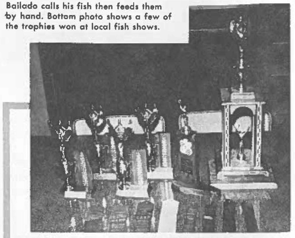 Shows a few of the trophies won at local fish show