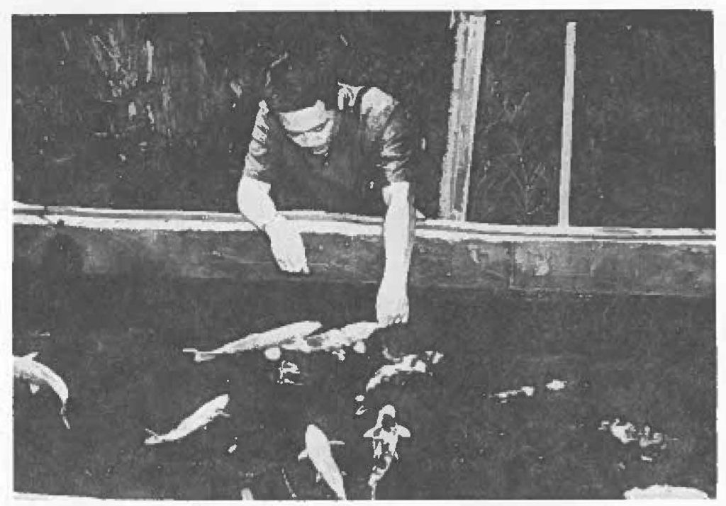 Bailada call, his fish then feeds them by hand.