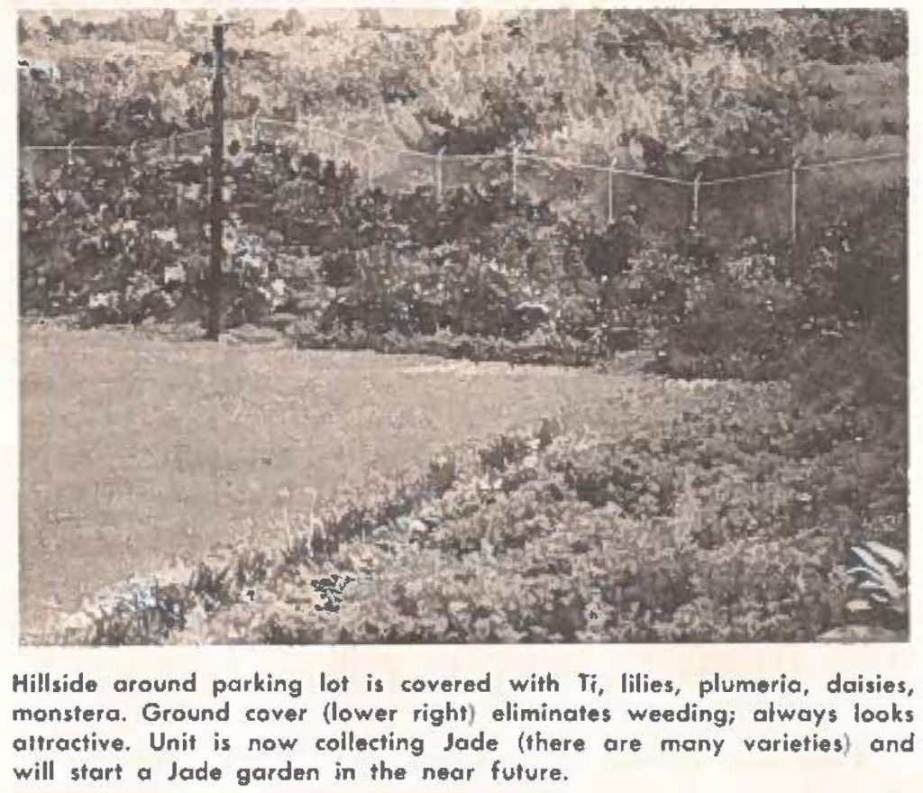 Hilside around parking lot is covered with Ti, lilies, plumeria, daisies, monstera. Ground cover (lower right) eliminates weeding; always looks attractive. Unit is now collecting Jade (there are many varieties) and will start a Jade garden in the near future